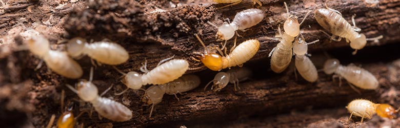 Traitement des termites Bordeaux