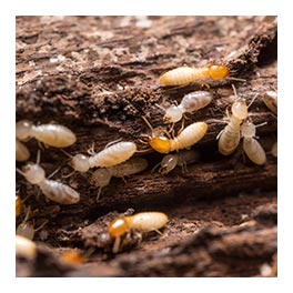 termites en Picardie